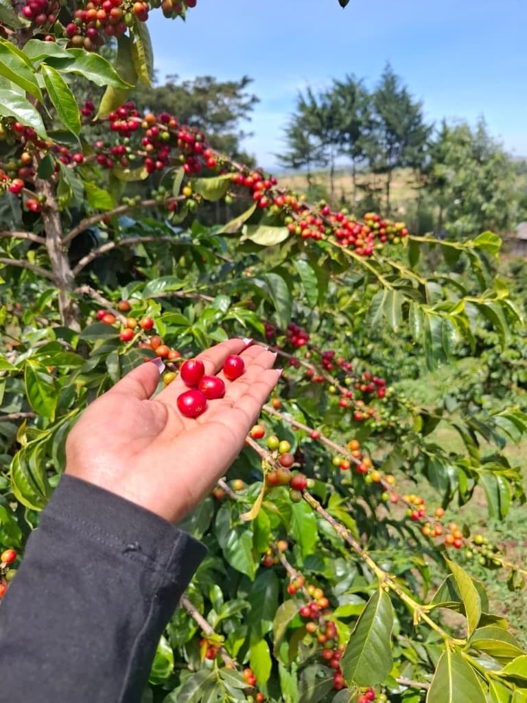 Freshly picked coffee cherries held in an open hand